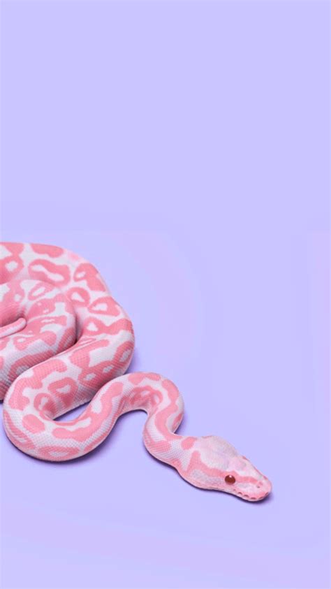 aesthetic snake wallpaper.